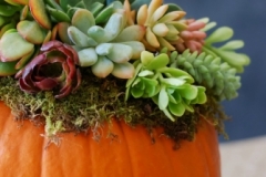 Pumpkin Succulent- Arrangement
