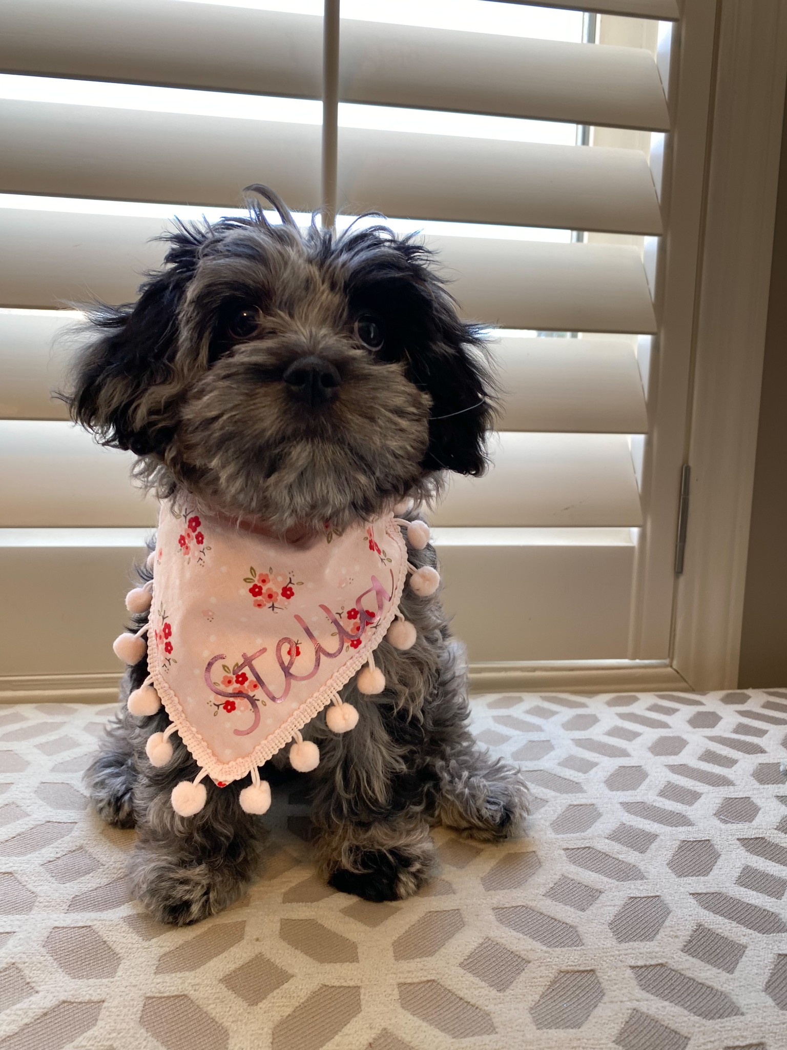 DIY Personalized Dog Bandanas in 15 Minutes